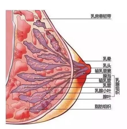 乳腺纤维瘤肿块