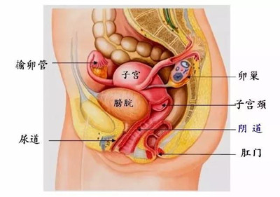 子宫的四大部分