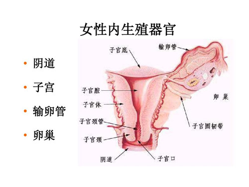 卵巢激素的靶器官有哪些？