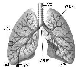 为什么大叶性肺炎右肺多于左肺，下叶多于上叶？