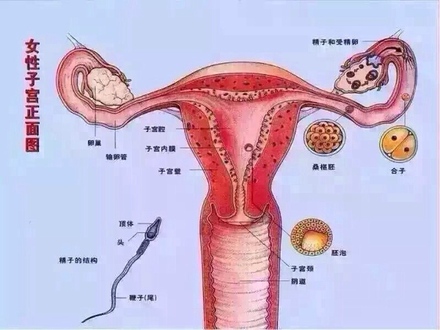 什么叫合子输卵管内移植术