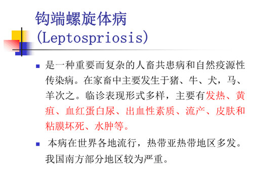 什么叫钩端螺旋体病？有哪些临床表现？