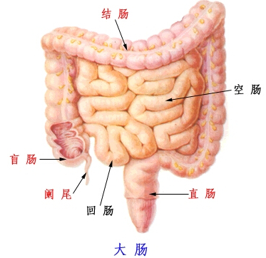 什么叫大肠癌？如何早期发现大肠癌？