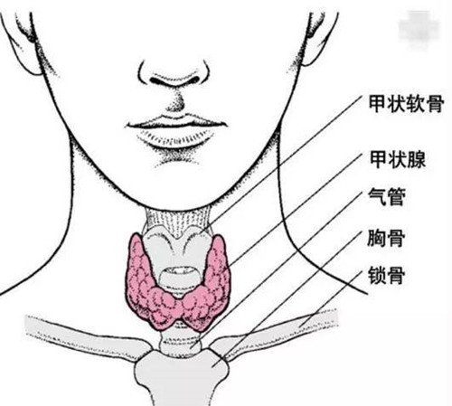 甲状腺功能减退与亢进会影响男性性功能吗