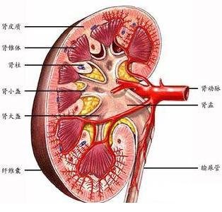 中医中药慢性肾小球肾炎如何治疗？